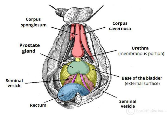 Anatomy of Prostate gland