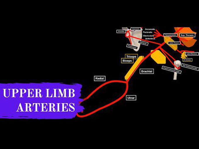 Overview of Arteries of the Upper Limb