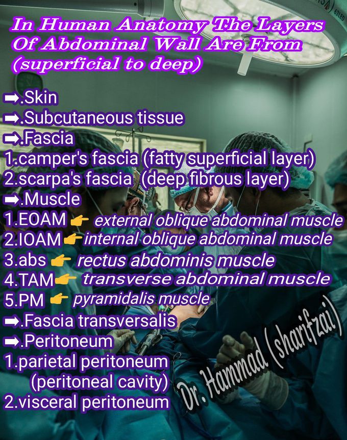 Layers of abdominal wall