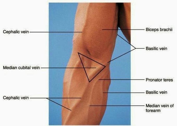 Sites for iv