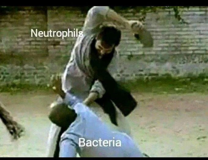 Neutrophils