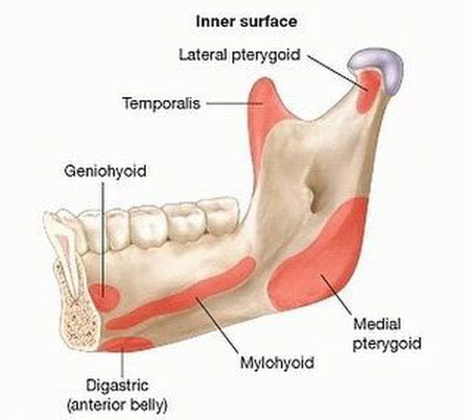 Origins of facial muscles