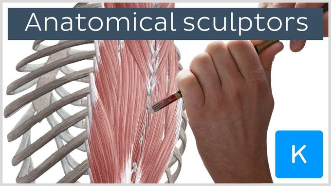 5 tips to learn anatomy as an anatomical sculptor - Human Anatomy | Kenhub