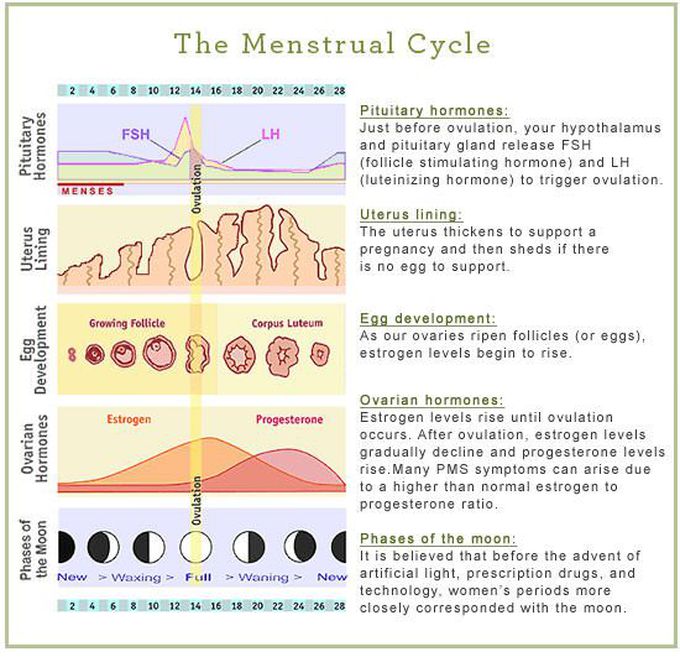 The menstrual cycle