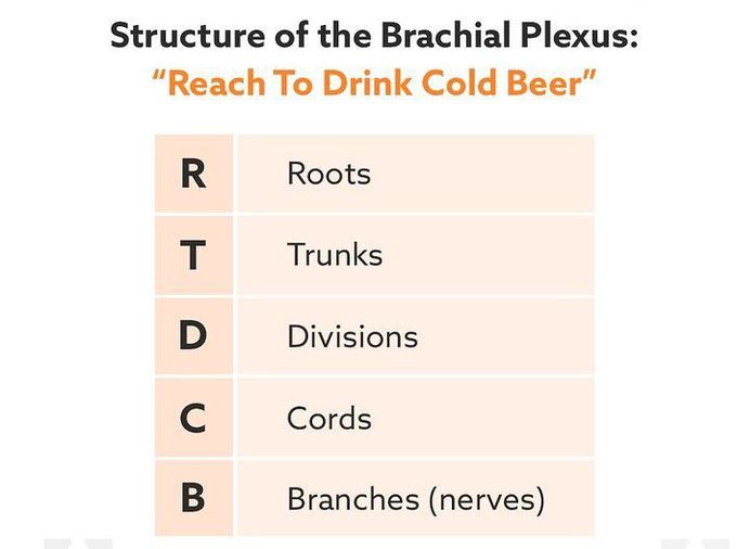 Structure of brachial plexus