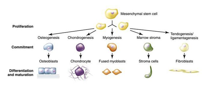 Differentiation pathways of mesenchymal cells