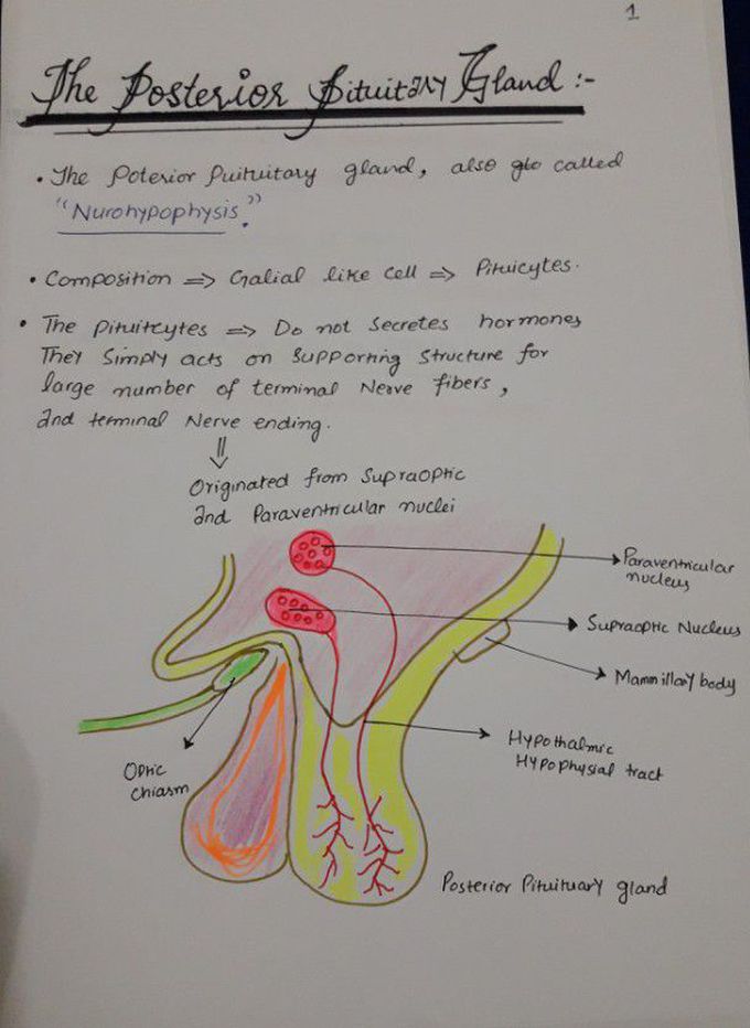 Posterior...