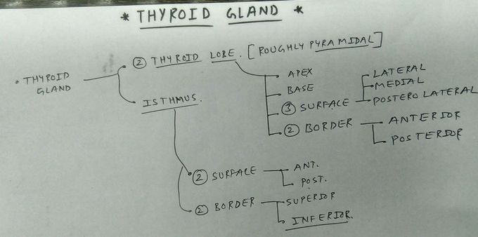Thyroid gland anatomy