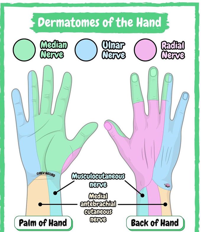 Dermatomes of the Hand