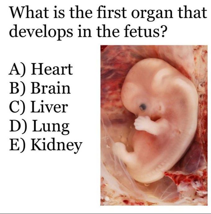 What is the first organ to develop in a fetus?