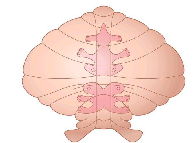 Cerebellum