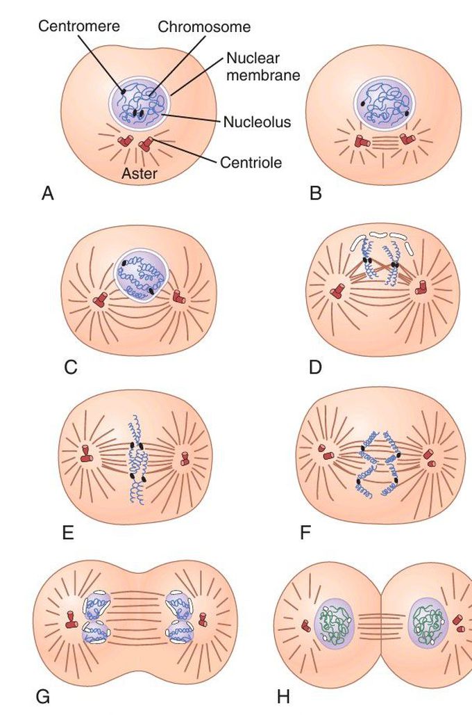 Stages of cell reproduction