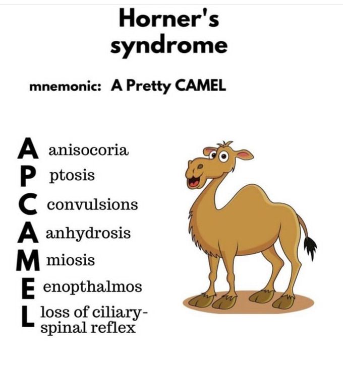 Horner Syndrome