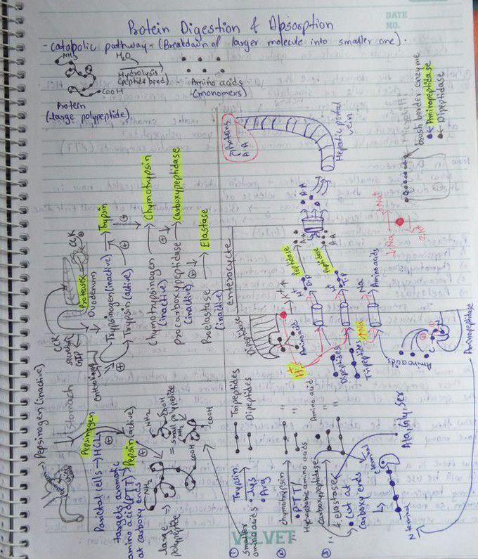 My biochem notes!! - MEDizzy