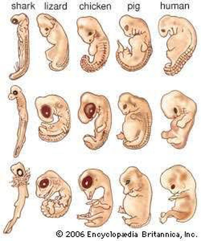 Embryology