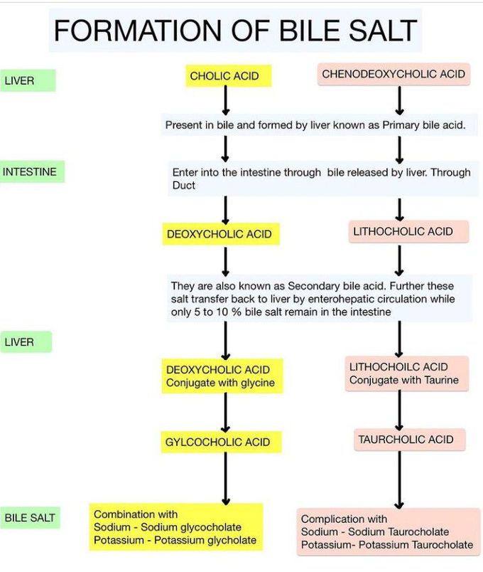 Formation of Bile salt - MEDizzy