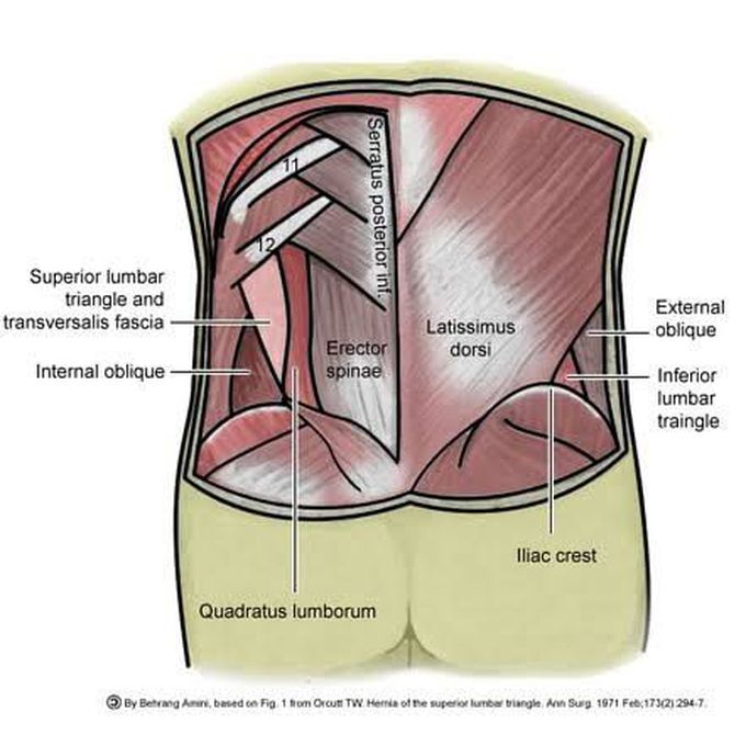 Lumbar Triangle