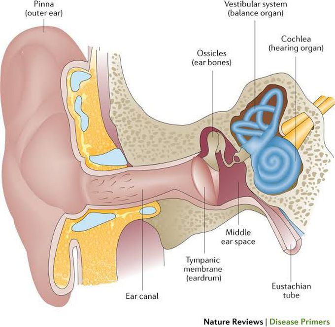 Causes of otitis media