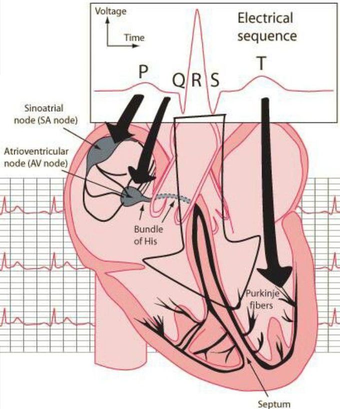 PQRS electrical pathway