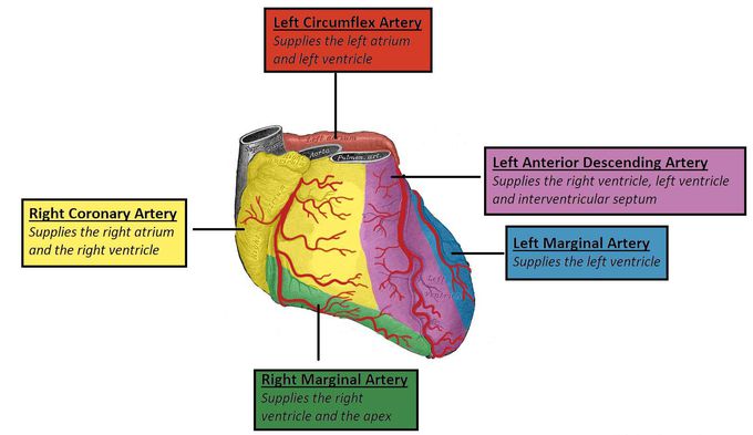 Blood supply of heart.