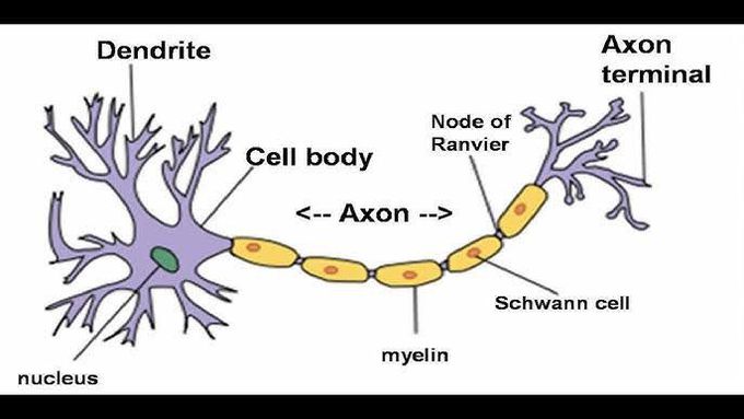 Functions of myelin sheath