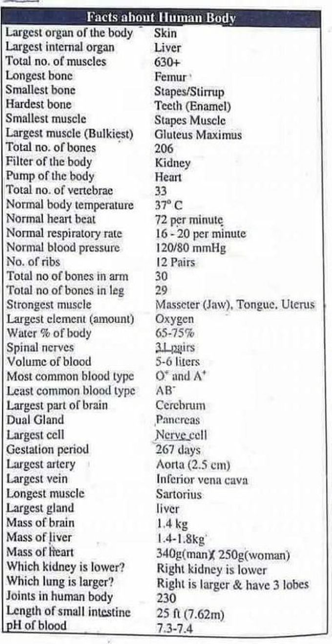 some-important-facts-about-the-human-body-medizzy