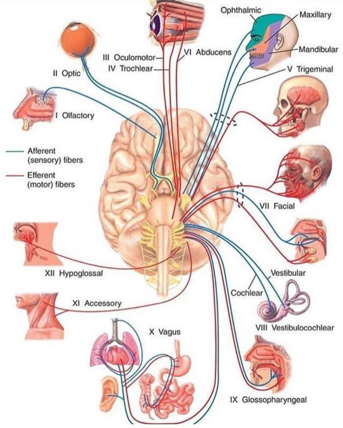 12 Cranial Nerve