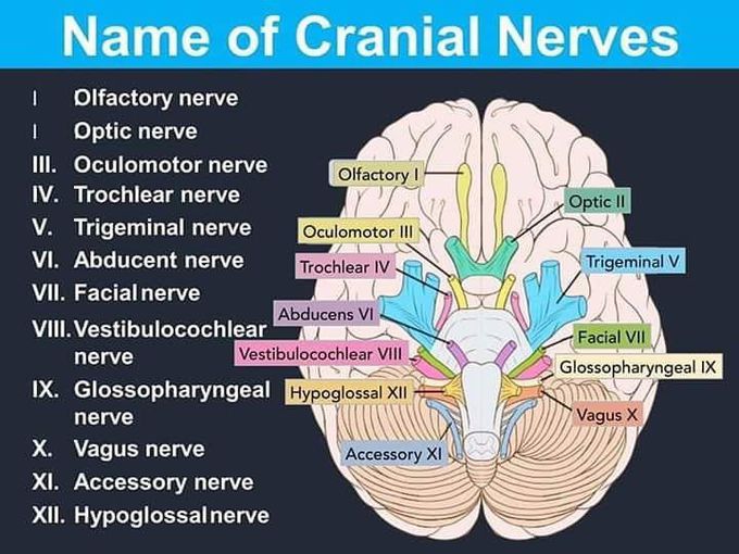 Cranial Nerves Medizzy 5643