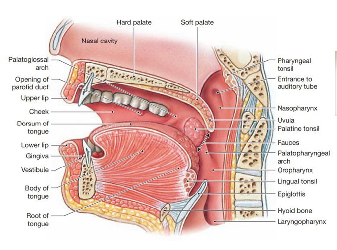 Oral cavity