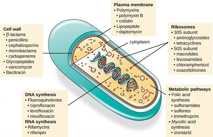 Mechanism of Antibacterial Drugs