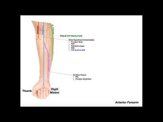 Innervation of the Anterior Compartment of Forearm