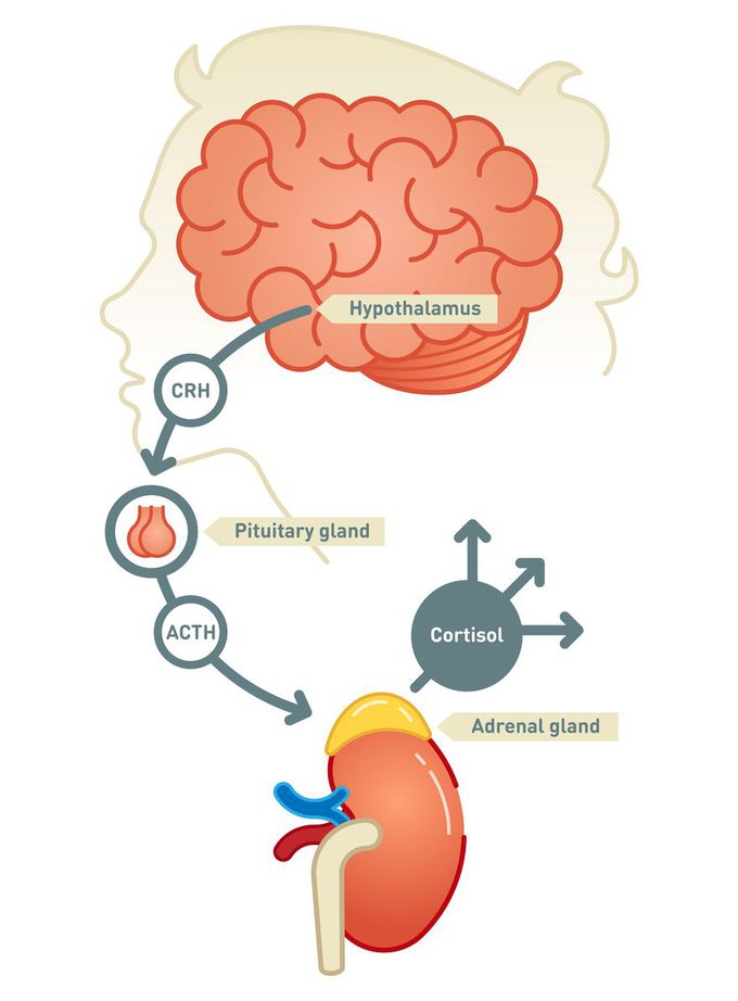 Addisonś disease