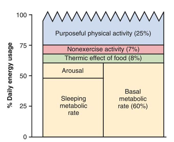 Components of energy expenditure