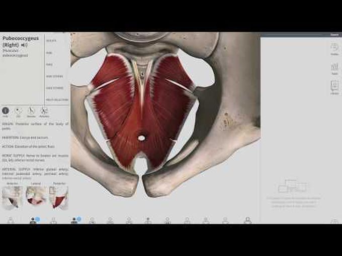 Muscles of the Pelvic Floor