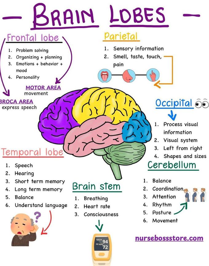 Brain Lobes