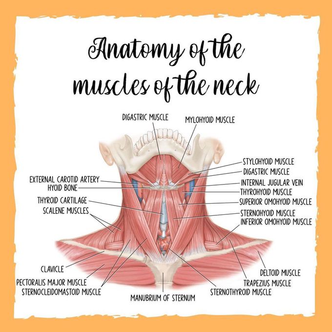 Head and neck muscles