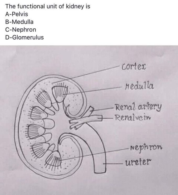 The functional unit of the  kidney is _____?