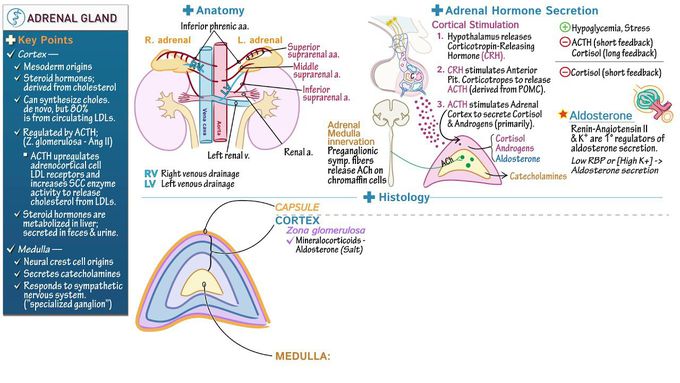Adrenal Gland - Anatomy, Physiology, & Histology