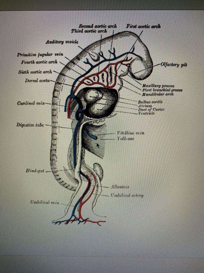Human embryo