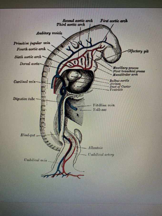 Human embryo - MEDizzy