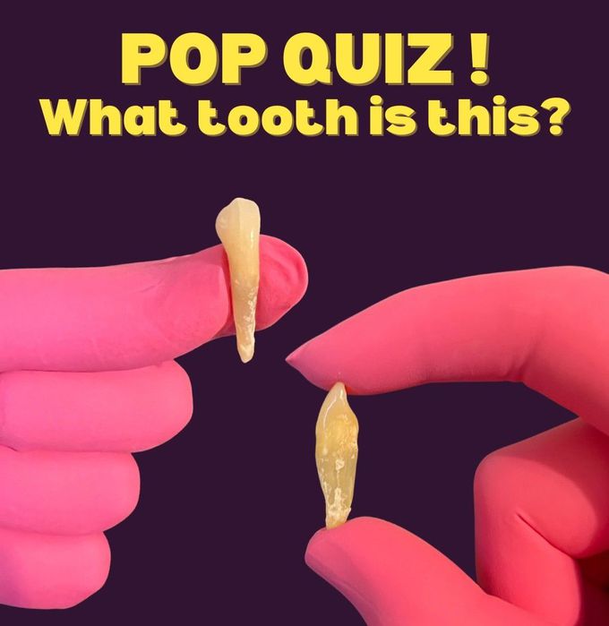Identify the Tooth