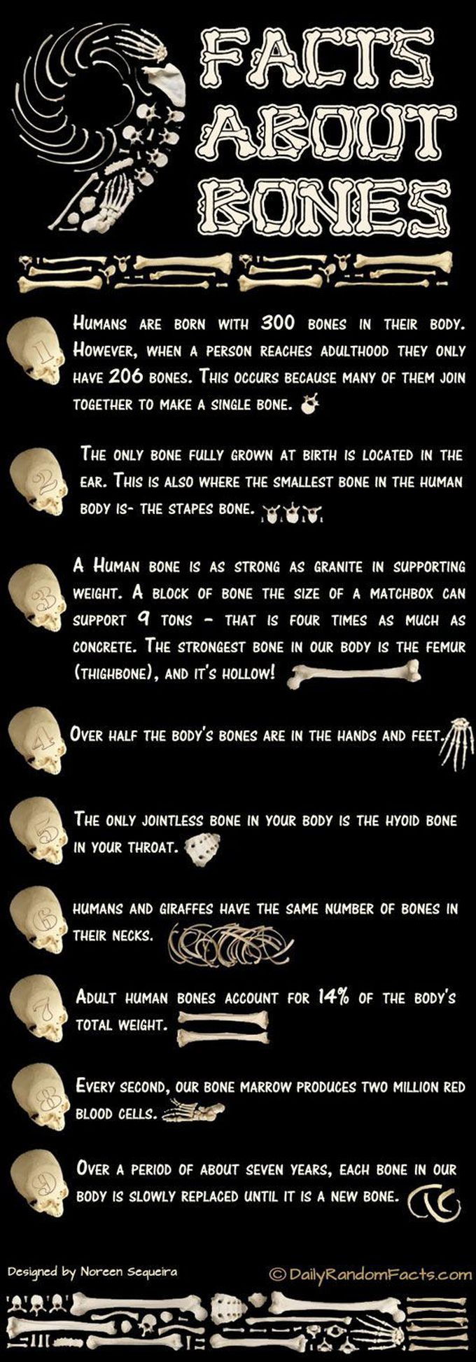 Bone Facts - Infographic