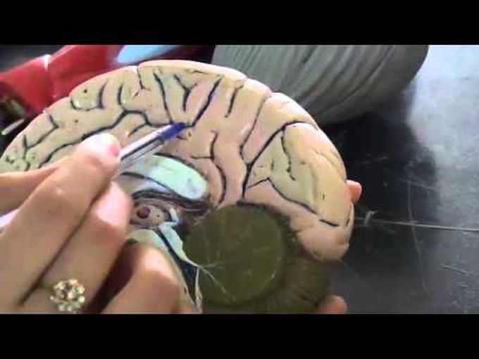 Medial Surface of Cerebral Hemisphere: A Tutorial