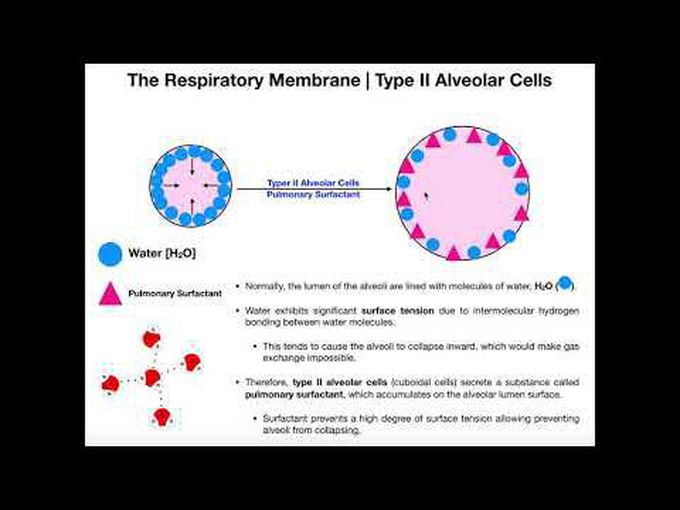 Pulmonary Surfactant Secretion