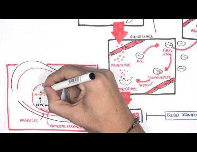 Malaria- Lifecycle and Treatment