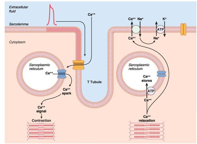 Muscle excitation and contraction