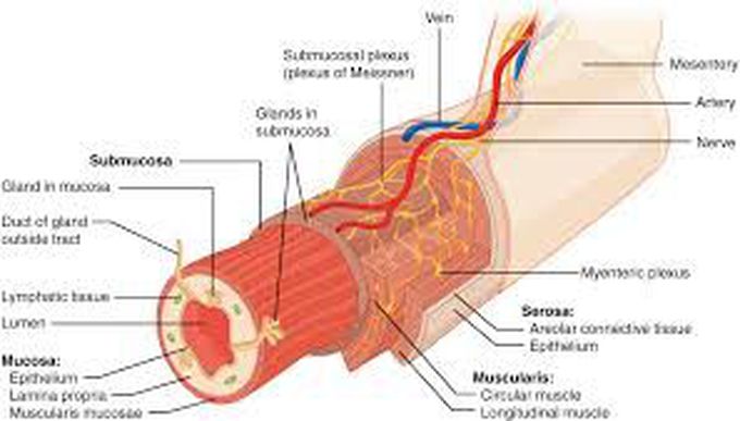 Oesophagus