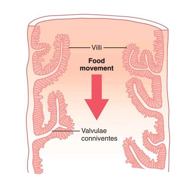 Folds of Kerckring, Villi, and Microvilli