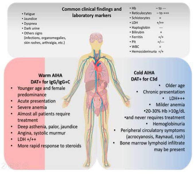 Autoimmune hemolytic anemia treatment