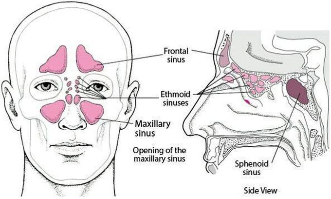 Sinuses of the skull